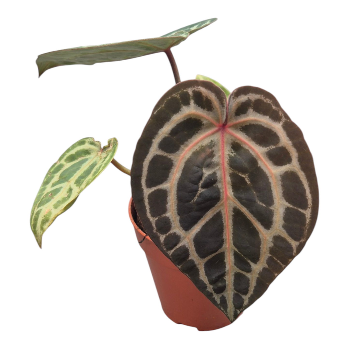 Vente en direct plante 108 DocBlock Anthurium Home, Sweet Home® '32' X Home, Sweet Home® '32'