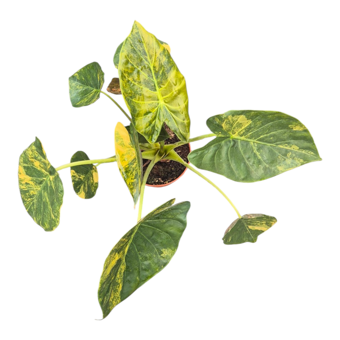 Vente en direct plante 109 Alocasia Wentii Variegata