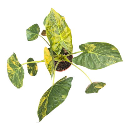 Vente en direct plante 109 Alocasia Wentii Variegata