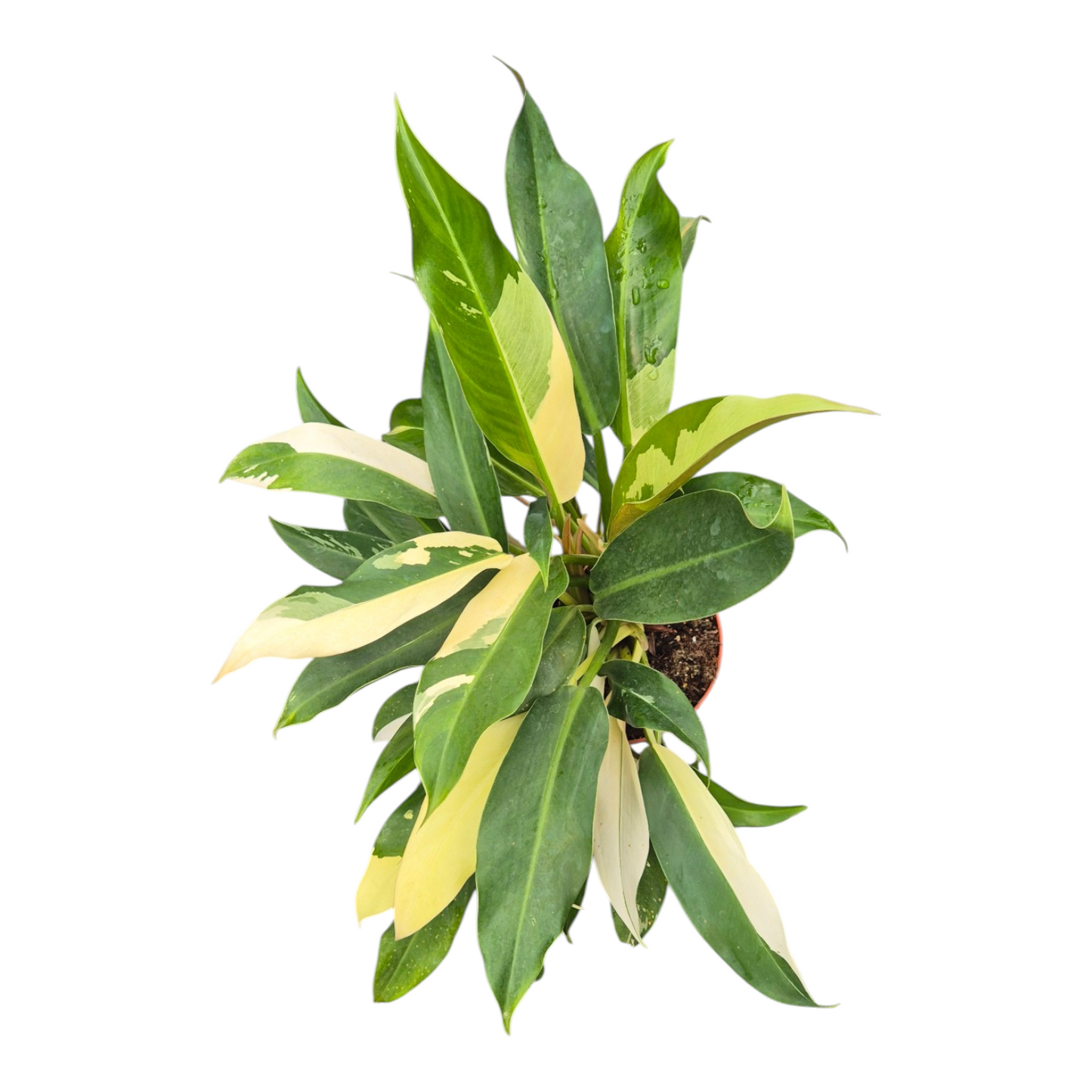 Vente en direct plante 110 Philodendron Imbe Variegata