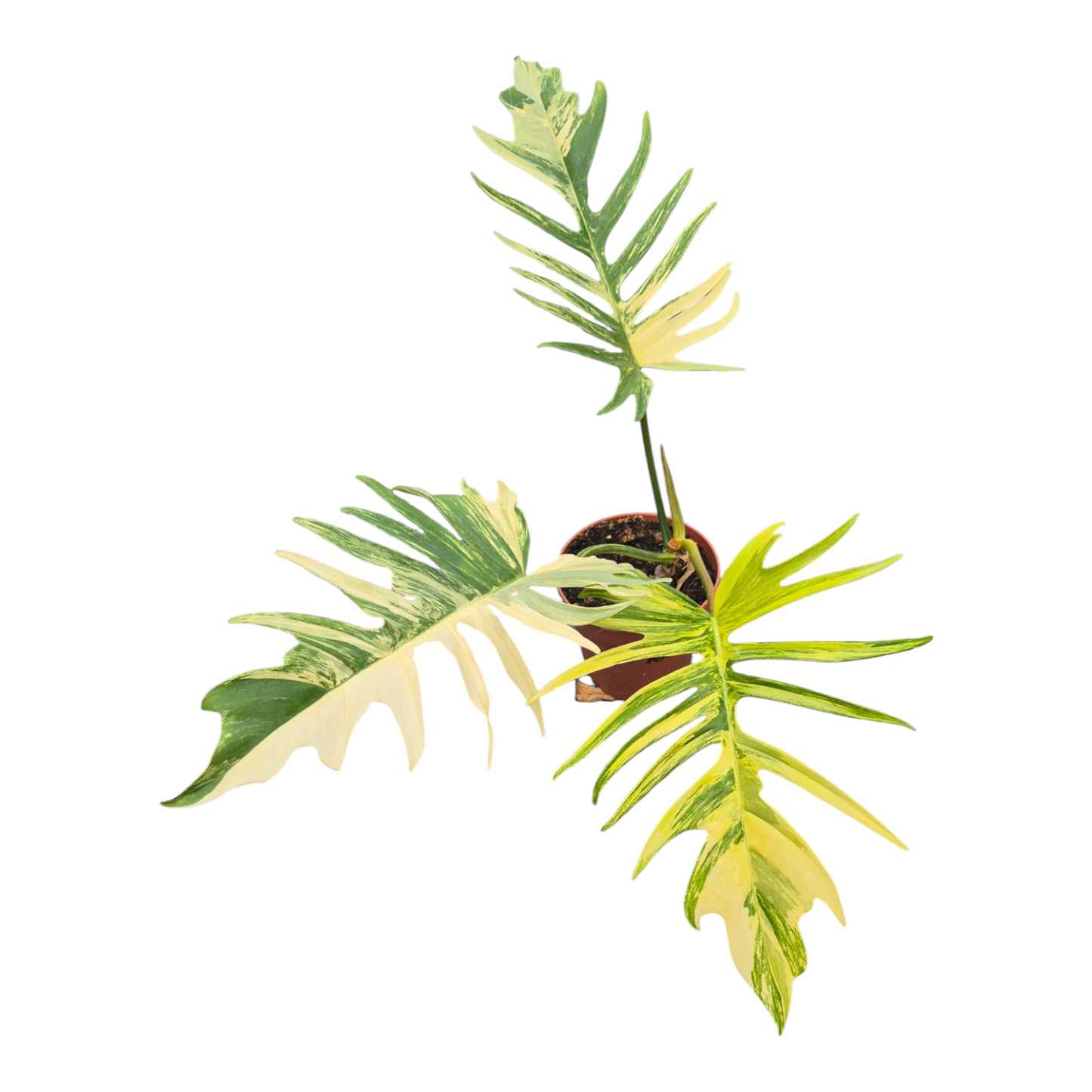 Vente en direct plante 111 Philodendron Florida Beauty x Tortum Variegata