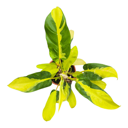Vente en direct plante 112 Philodendron Thai Sunrise