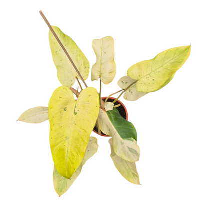 Vente en direct plante 113 Philodendron Whipple Way Marbré