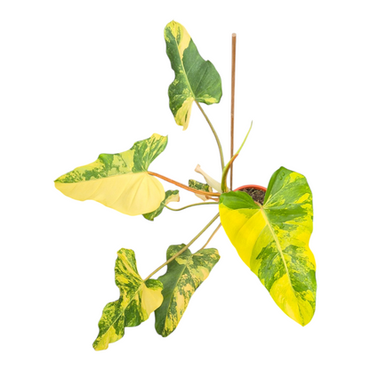 Vente en direct plante 114 Philodendron Domesticum Variegata