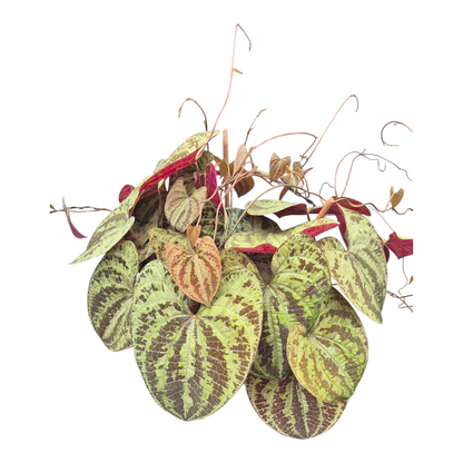 Vente en direct plante 115 Dioscorea Discolor