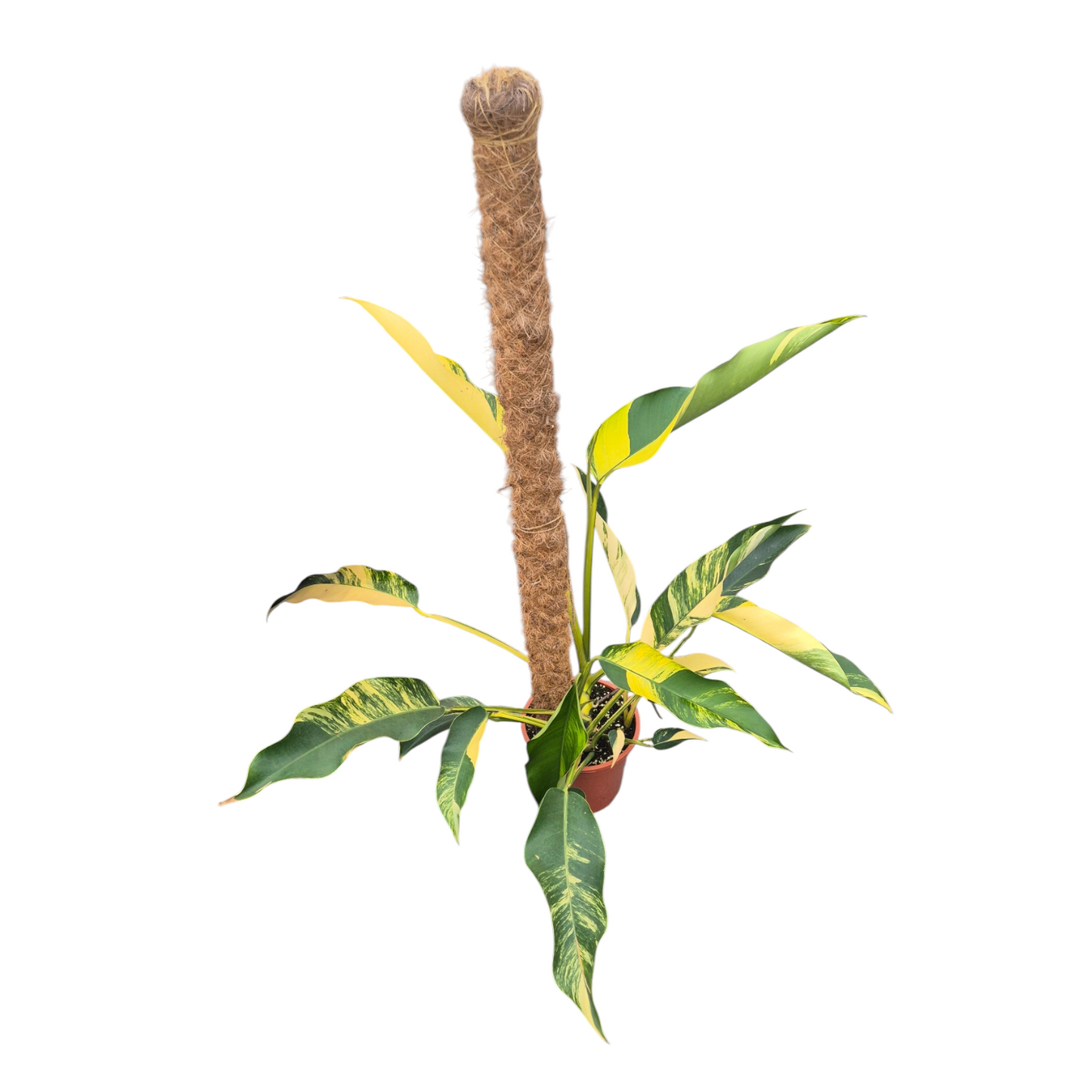 Vente en direct plante 116 Epipremnum Giganteum Aurea