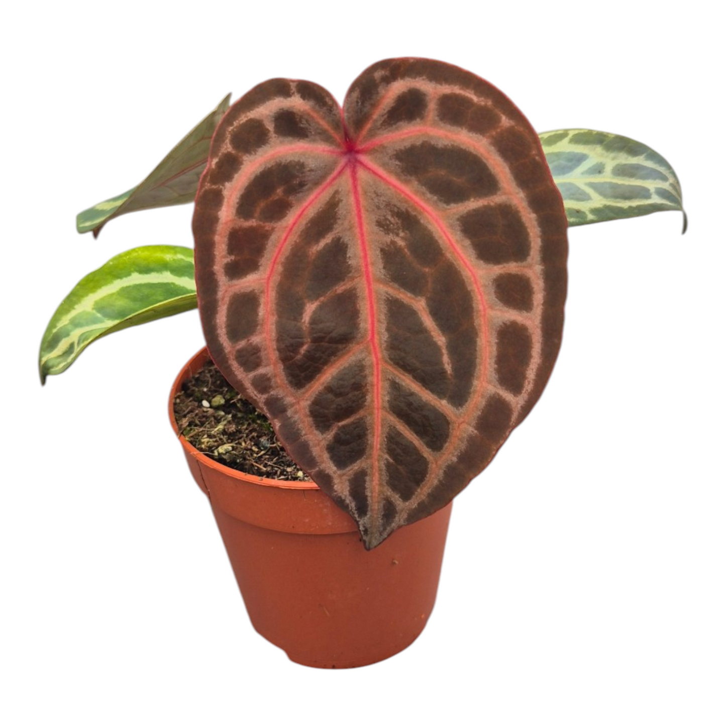 Vente en direct plante 117 DocBlock Anthurium Chloe® '1311'