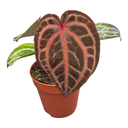 Vente en direct plante 117 DocBlock Anthurium Chloe® '1311'