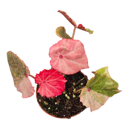 Vente en direct plante 118 Bégonia Moulin Rouge