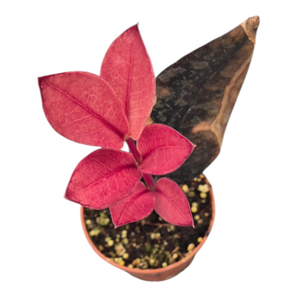 Vente en direct plante 119 Zamioculcas Noir Rose Orange