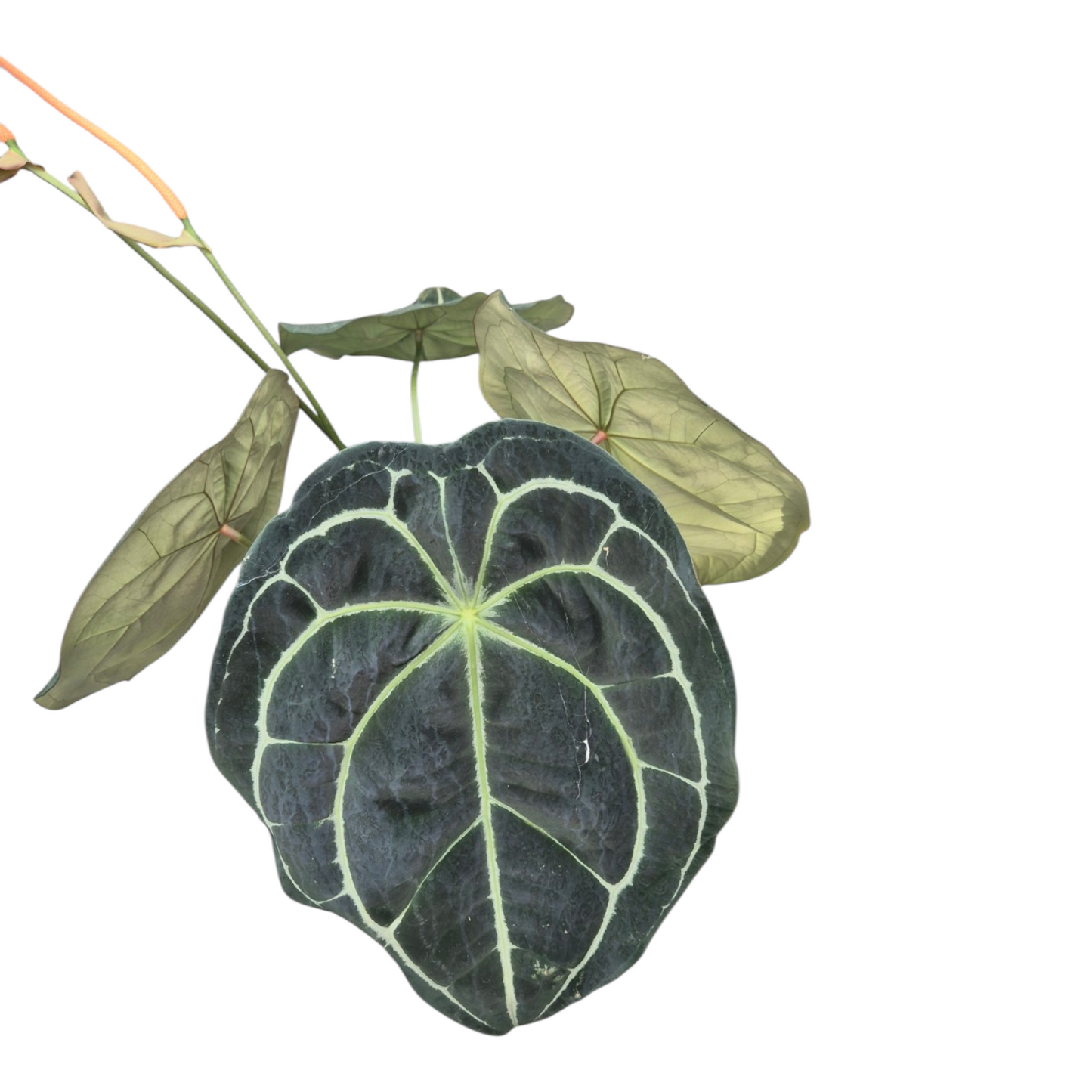 Vente en direct plante 120 Anthurium Forgetii Dark x Red Crystal