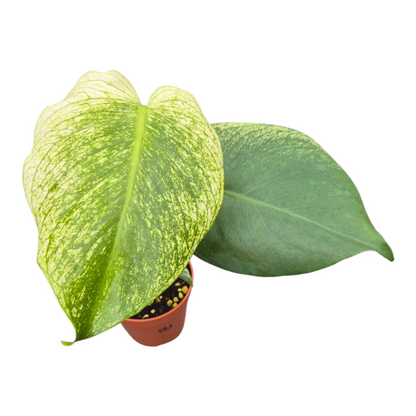 Vente en direct plante 121 Monstera Monstre du Diable