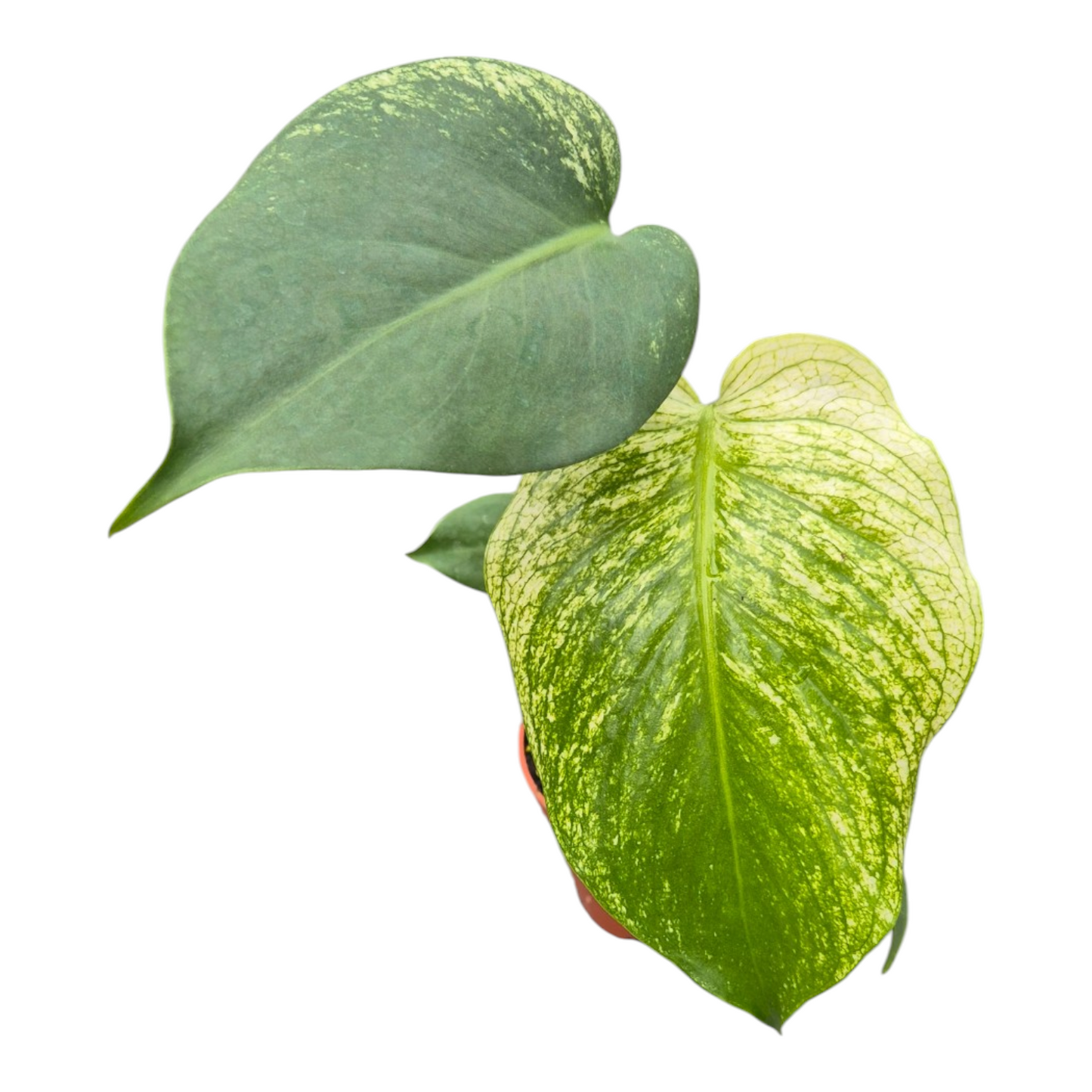Vente en direct plante 122 Monstera Devil Monster