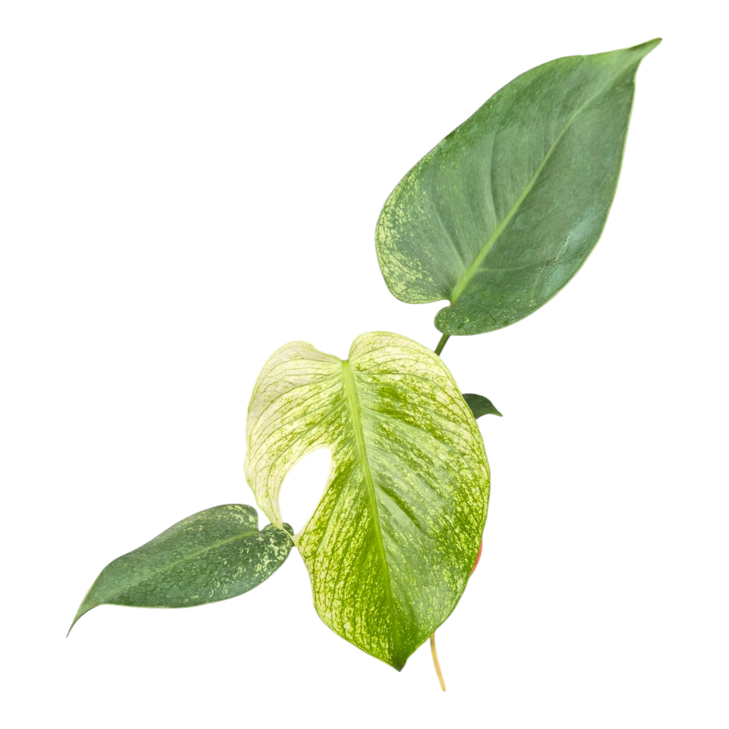 Vente en direct plante 123 Monstera Monstre du Diable