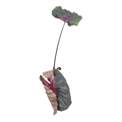 Vente en direct plante 124 Colocasia Hybride Black Panther