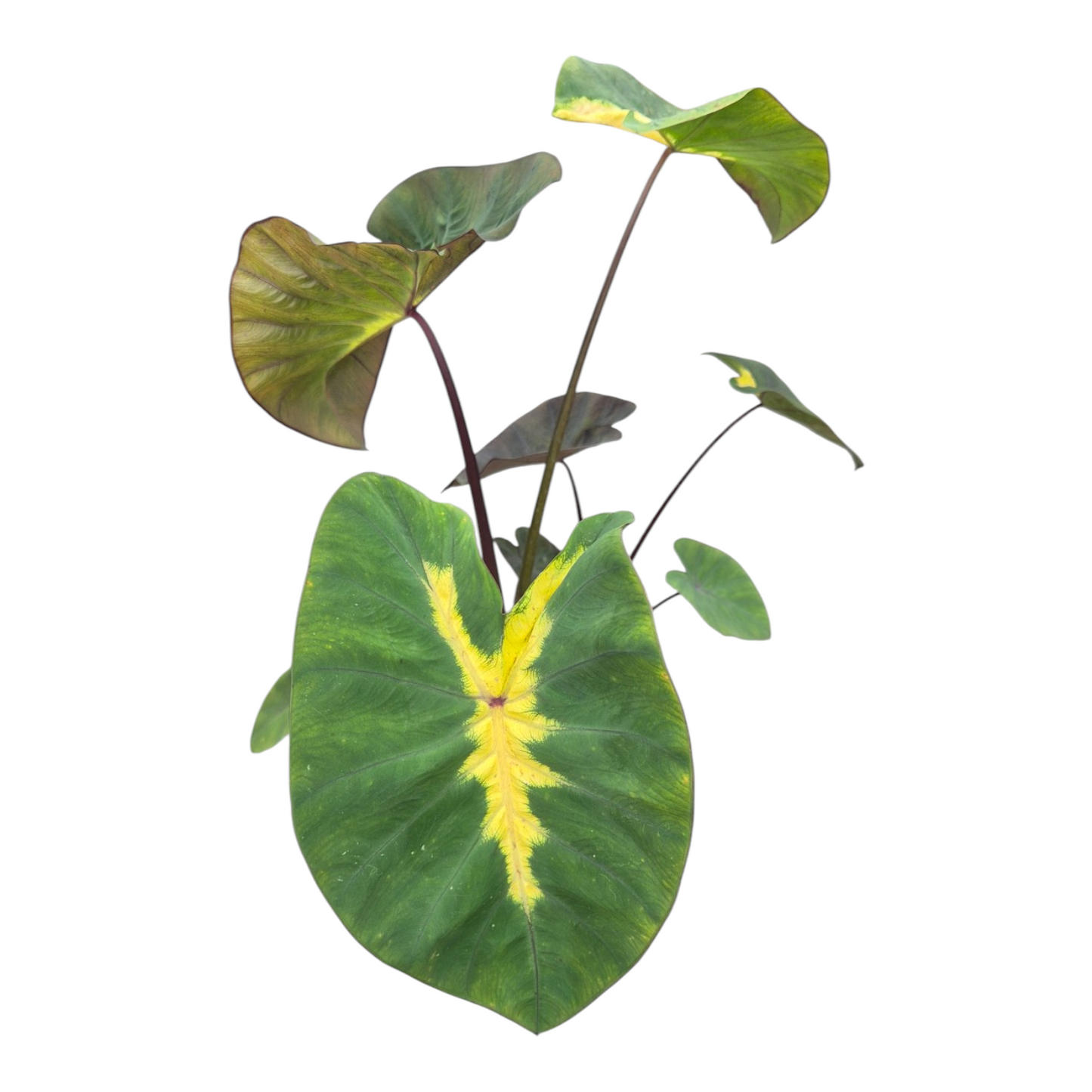 Vente en direct plante 125 Colocasia Hybride Lime Oasis
