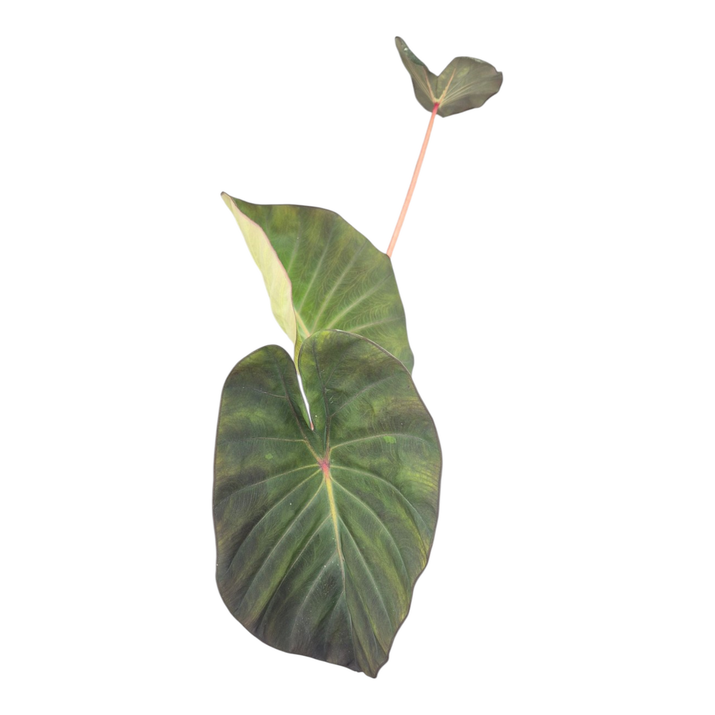 Vente en direct plante 126 Colocasia Hybride Système Solaire