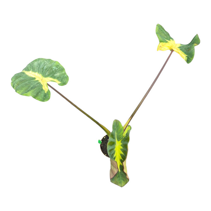 Vente en direct plante 127 Colocasia Hybride Lime Oasis