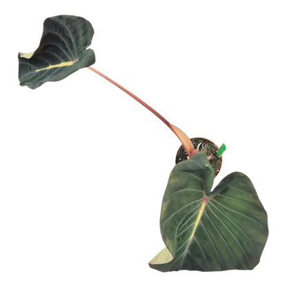 Vente en direct plante 128 Colocasia Hybride Système Solaire