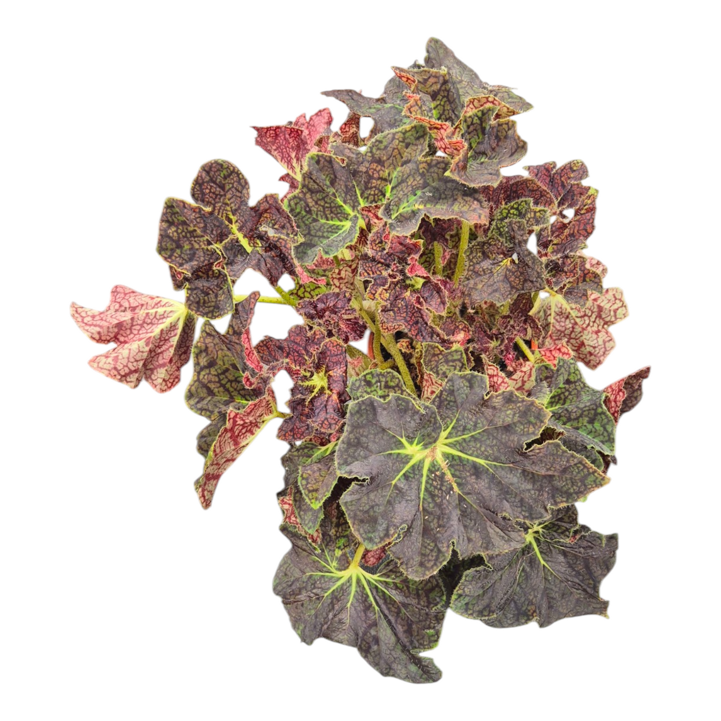 vente en direct plante 129 Begonia Sp