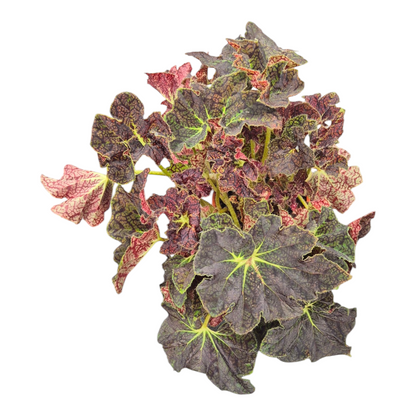 vente en direct plante 129 Begonia Sp
