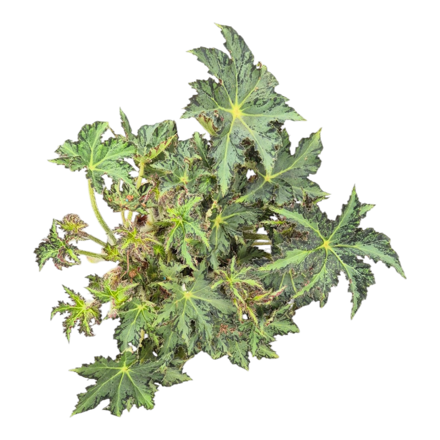 Vente en direct plante 130 Begonia Heracleifolia