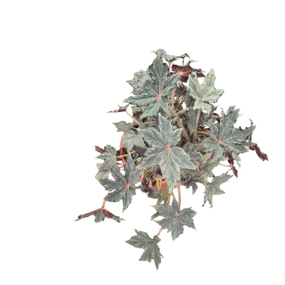Vente en direct plante 131 Begonia Sp Argent