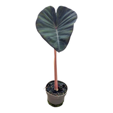 Colocasia Hybrid Solar System