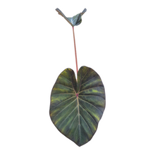 Colocasia Hybrid Solar System