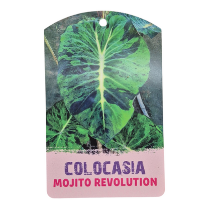 Colocasia Hybride Mojito Révolution