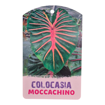 Colocasia Hybride Moccachino