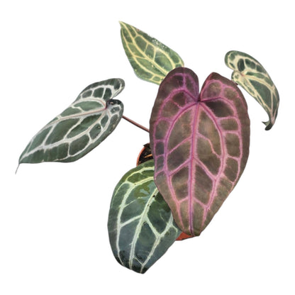DocBlock Anthurium Minerva® '20' X Minerva® '20'