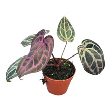 DocBlock Anthurium Minerva® '20'