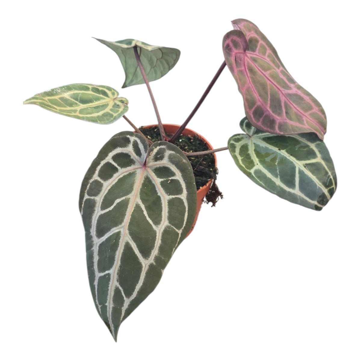DocBlock Anthurium Minerva® '20' X Minerva® '20'