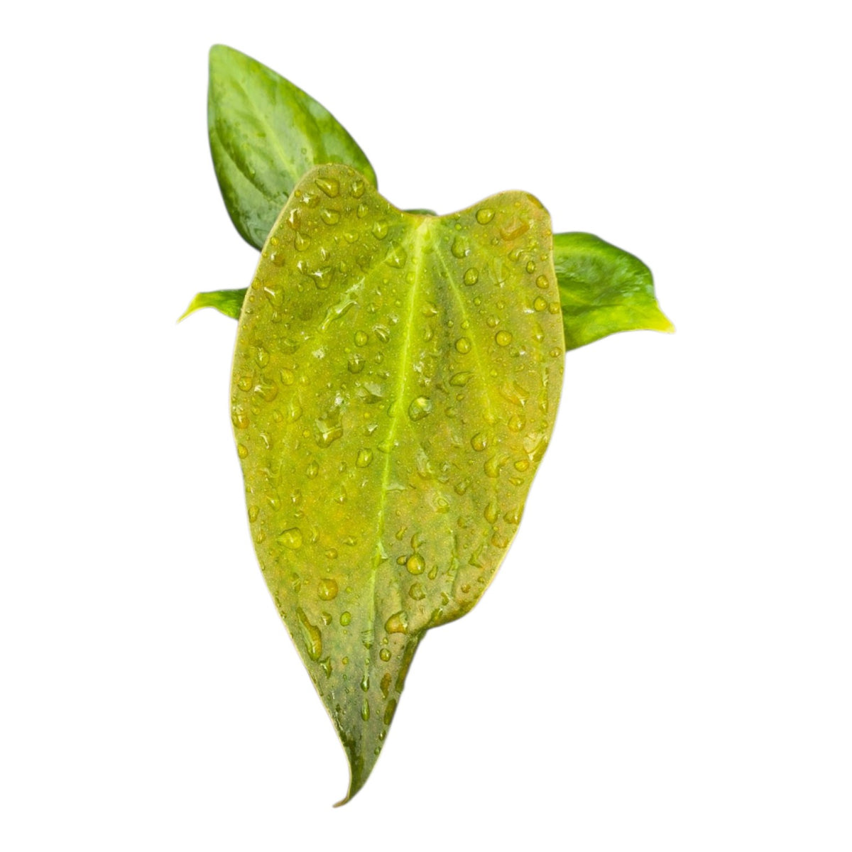 Anthurium Portillae