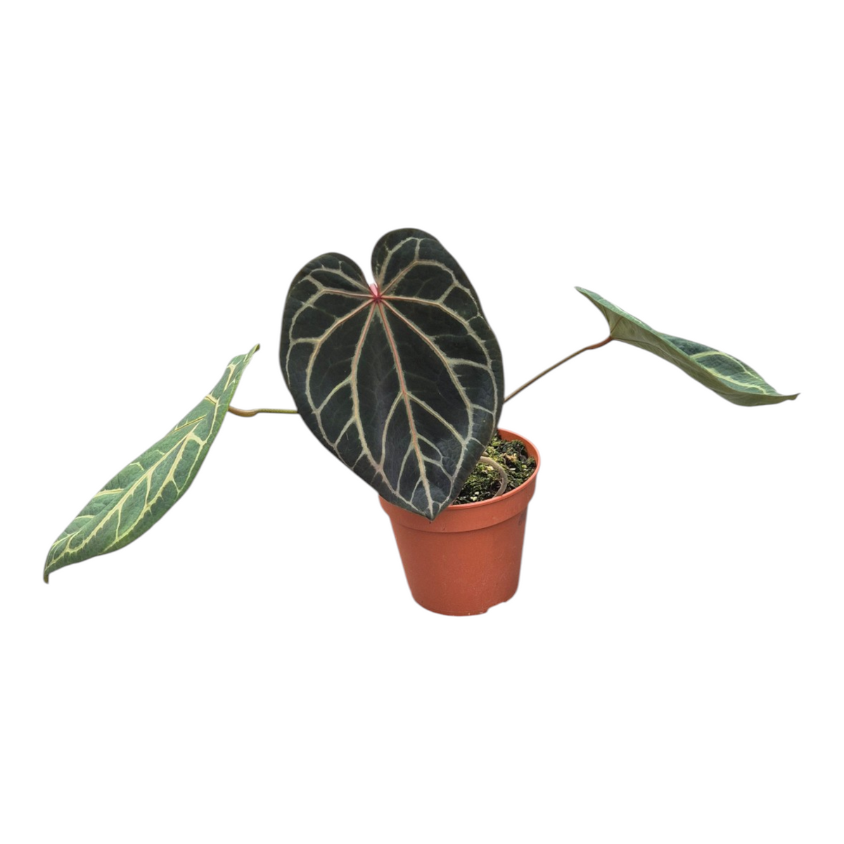 Live sale plant 131 DocBlock Anthurium Zara® '26' X Michelle® '23'