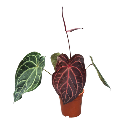 Live sale plant 132 DocBlock Anthurium Zara® '29' X Purple Rain® '27'