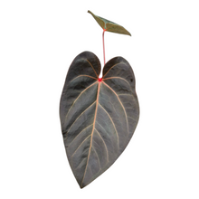 Live sale plant 133 DocBlock Anthurium Red Velvet Cake® '24' X Home Sweet Home® '32'