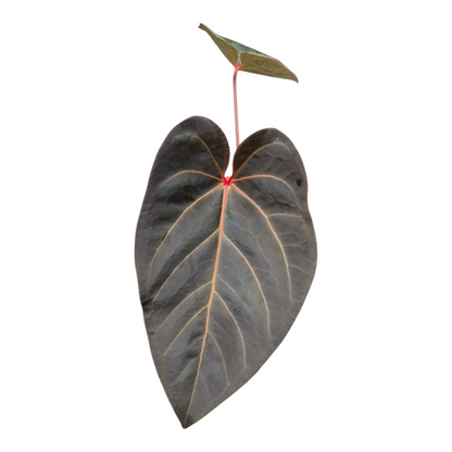 Live sale plant 133 DocBlock Anthurium Red Velvet Cake® '24' X Home Sweet Home® '32'