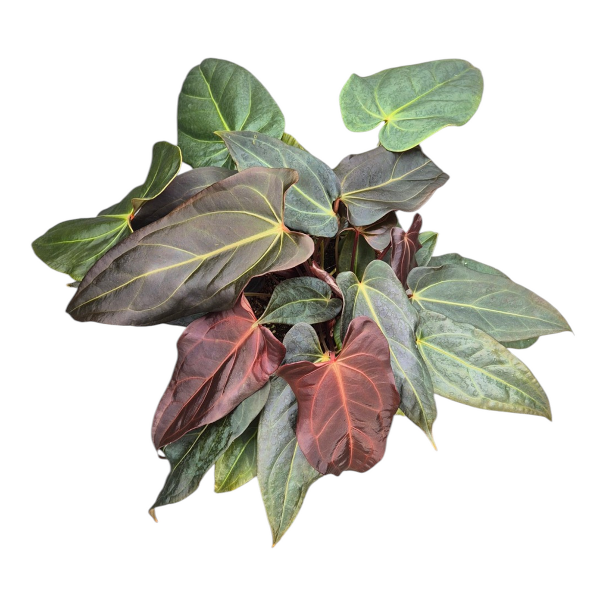 Live sale plant 134 DocBlock Anthurium Dark & Handsome® '9' X Dark & Handsome® '9'