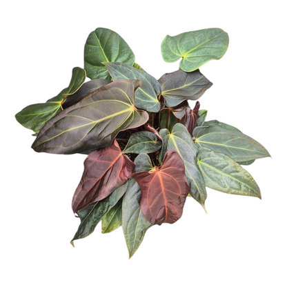 Live sale plant 134 DocBlock Anthurium Dark & Handsome® '9' X Dark & Handsome® '9'