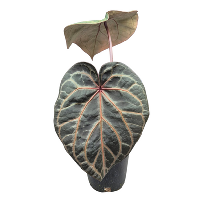 Live sale plant 135 DocBlock Anthurium Red Crystal® '12' X Angela® '35'