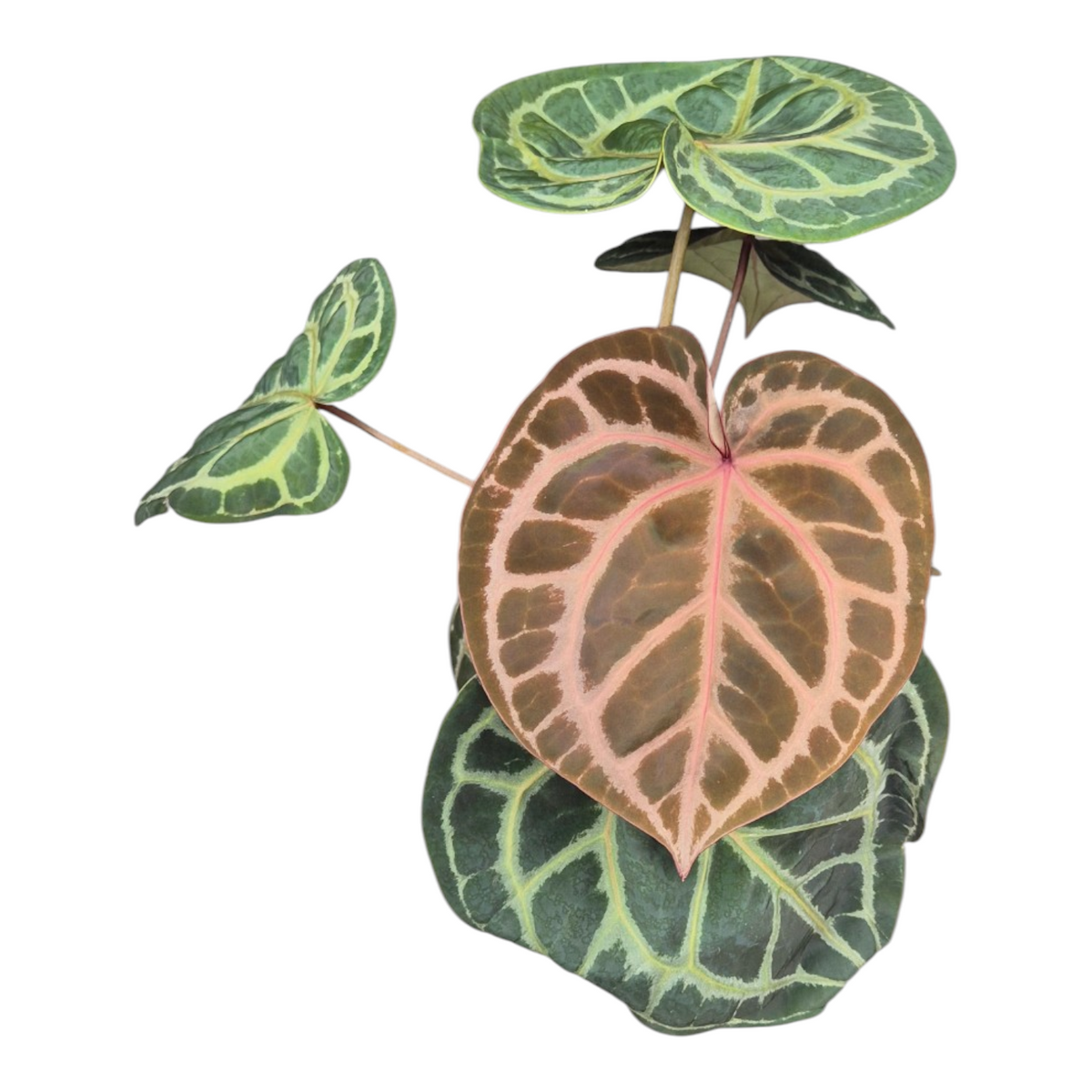 Live sale plant 136 DocBlock Anthurium Red Crystal® '12' X Angela® '35'