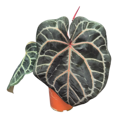 Live sale plant 137 DocBlock Anthurium Michelle® '1' X Purple Rain® '27'