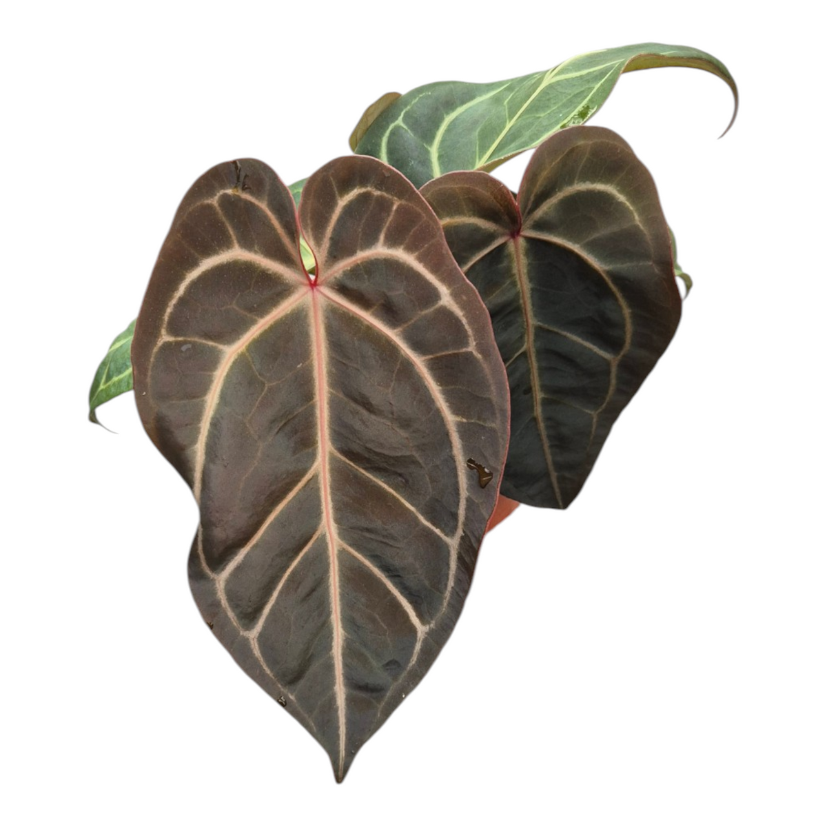 Live sale plant 138 DocBlock Anthurium Dark & Handsome® '9' X Michelle® '10'