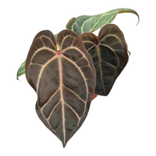 Live sale plant 138 DocBlock Anthurium Dark & Handsome® '9' X Michelle® '10'