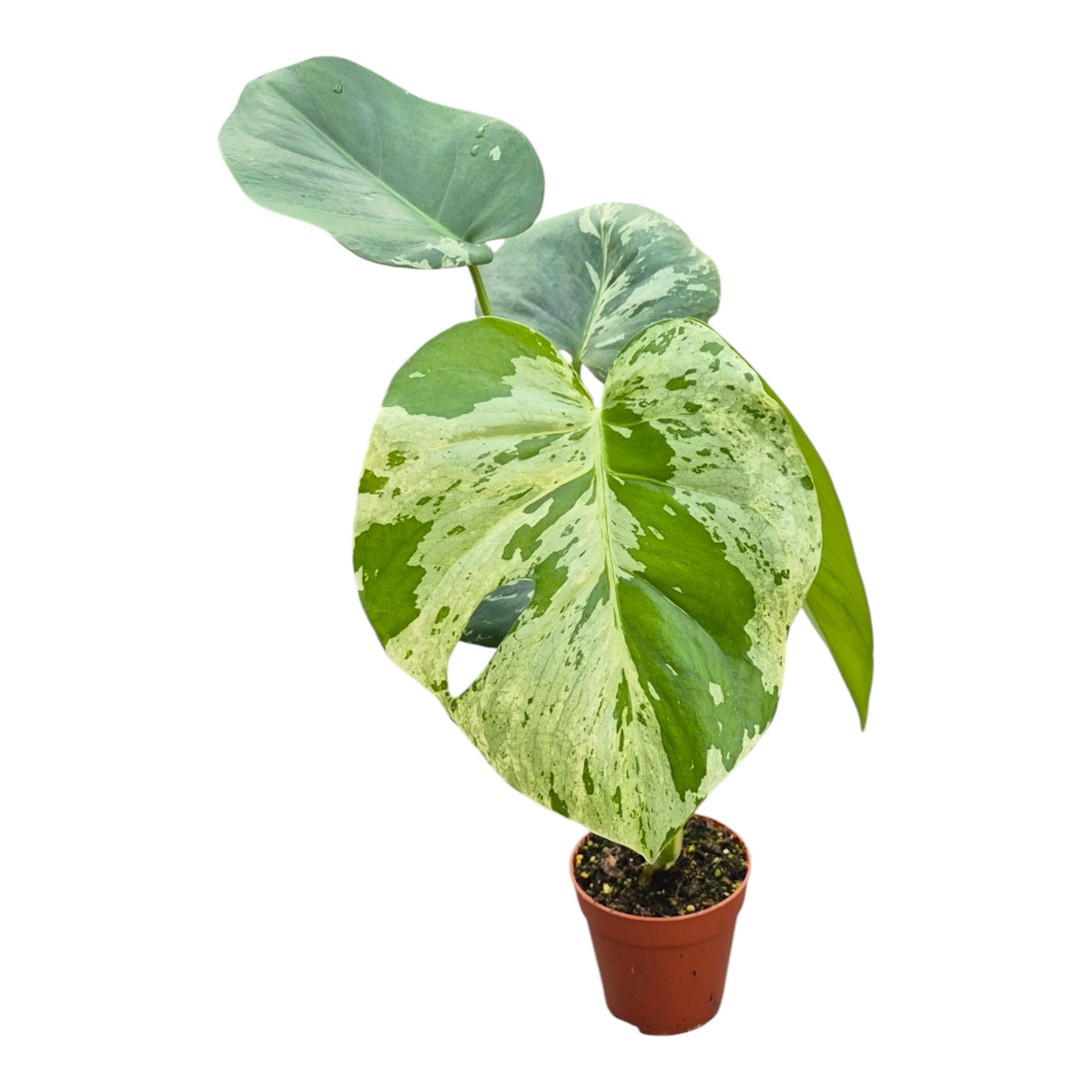 Live sale plant 139 Monstera Bulbasaur Less Variegata