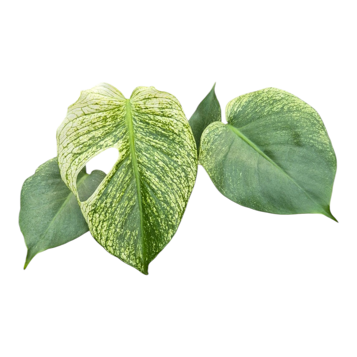 Live sale plant 140 Monstera Devil Monster