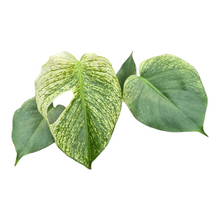 Live sale plant 140 Monstera Devil Monster