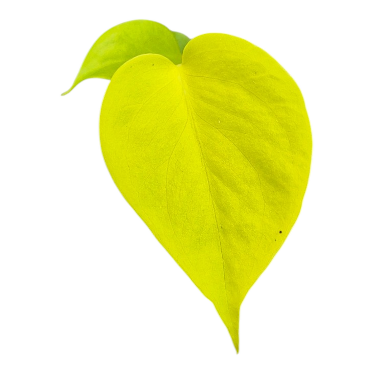 Live sale plant 141 Monstera Lime Banana